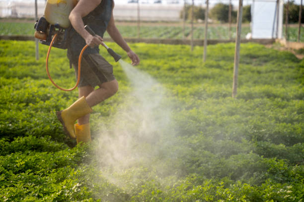Best Wasp Removal Services  in Groves, TX