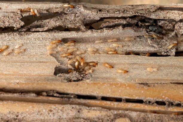 Best Affordable Pest Control Services  in Groves, TX