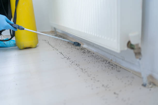 Best Ant Control Services  in Groves, TX